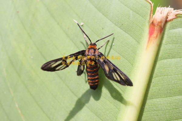麦客表单投票的二种种类QQ登录和微信登录