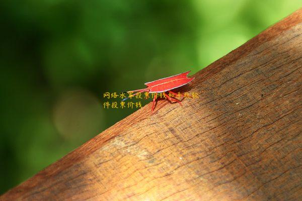 网络水军投票价钱和手机软件投票价钱